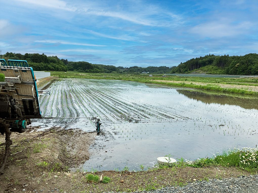 田植作業の拡大写真