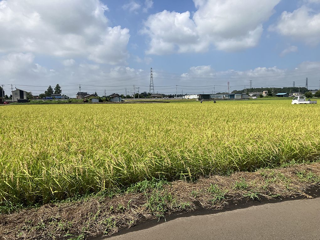 収穫を迎えた稲の拡大写真