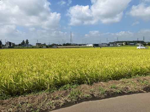 収穫を迎えた稲の写真